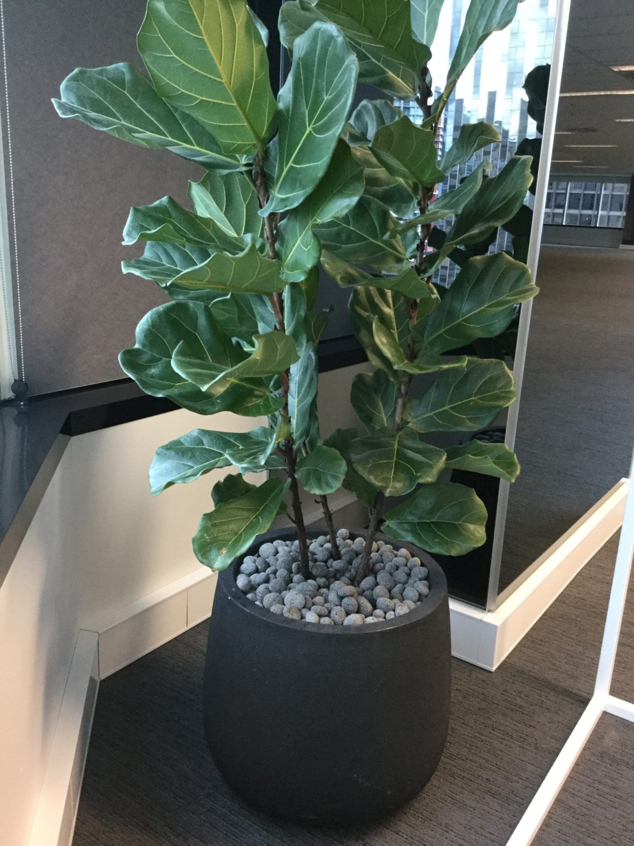 Фикус лирата Бамбино