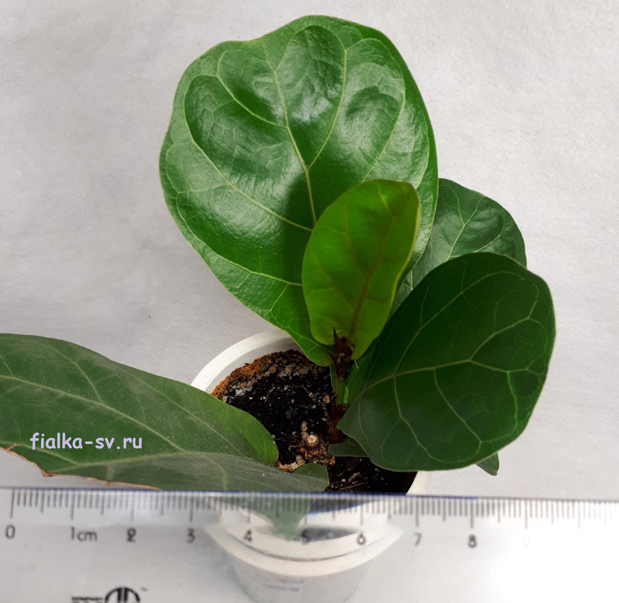 Фикус лировидный сорт Бамбино