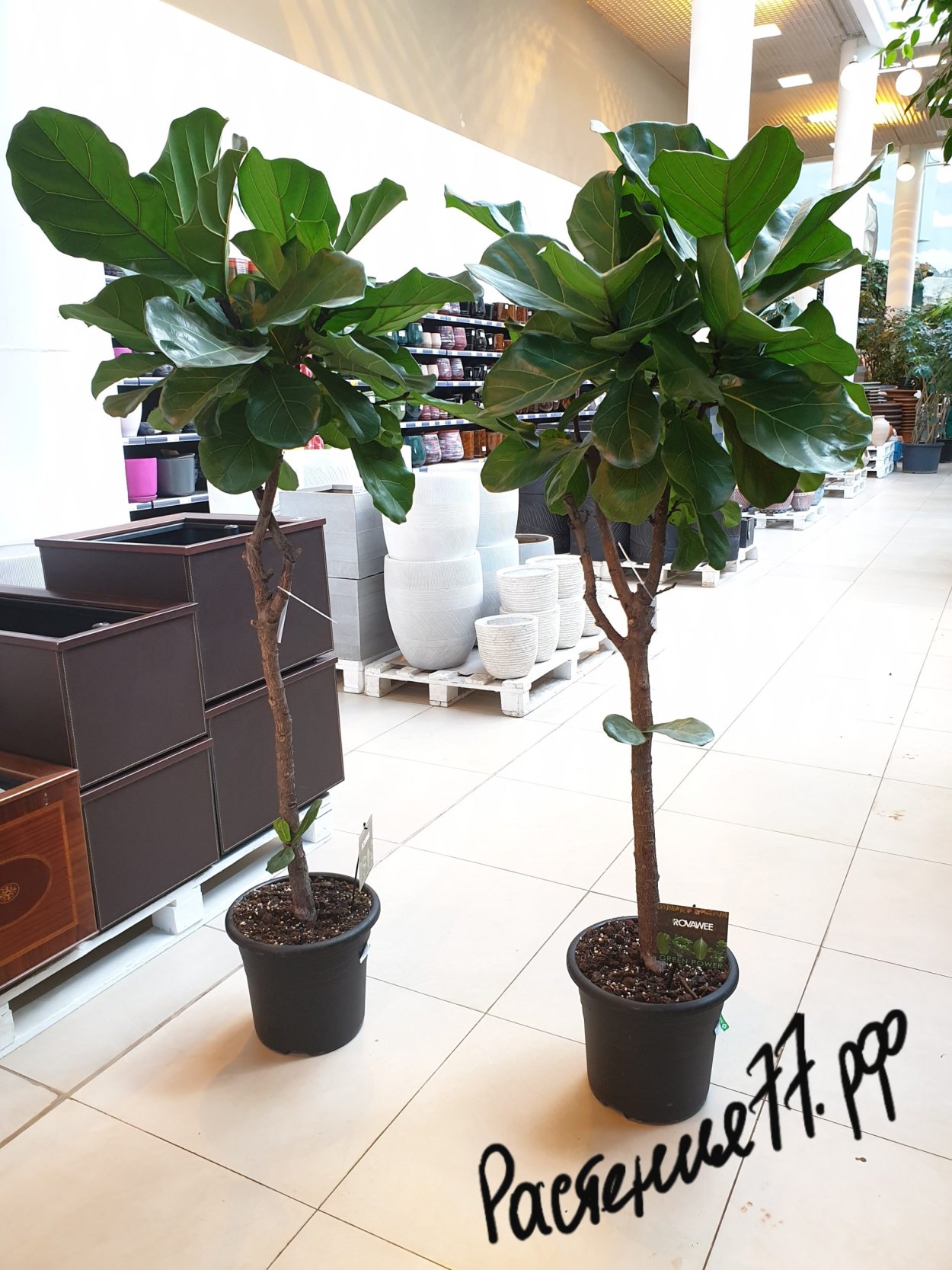 Фикус алерана и лирата Бамбино отличия