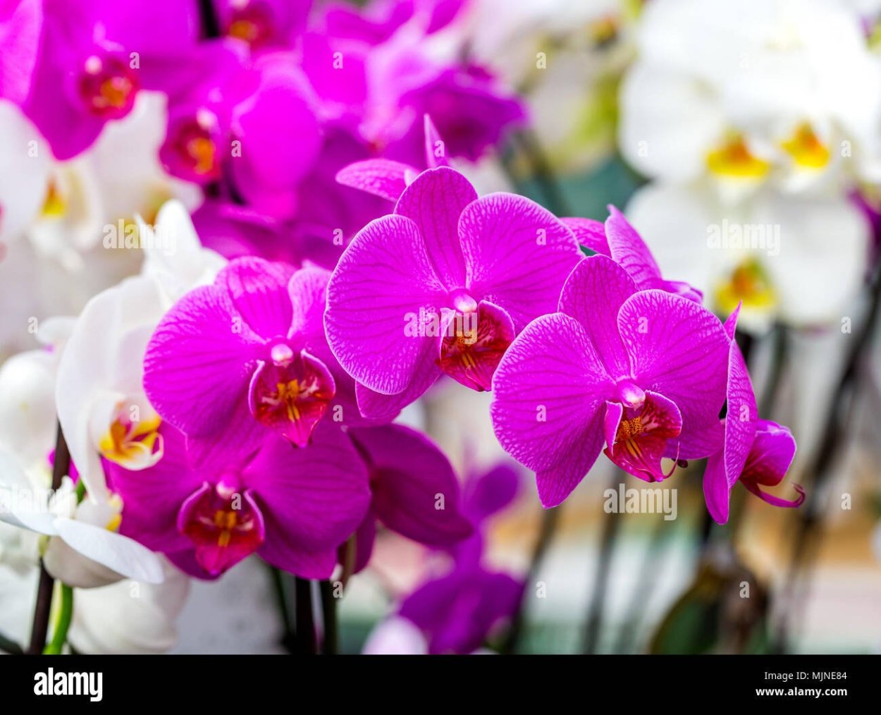 Орхидея Pink Moon Orchid amabilis
