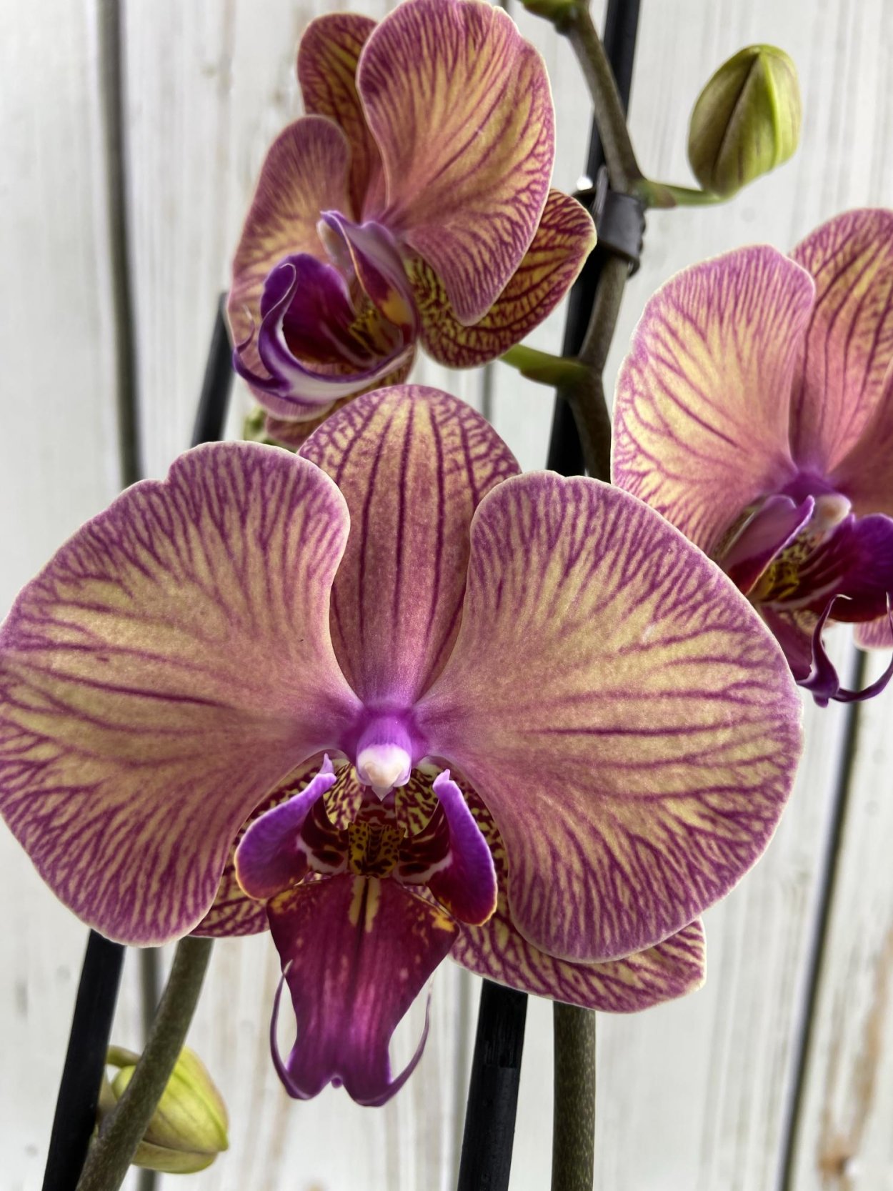 Фаленопсис Kikion