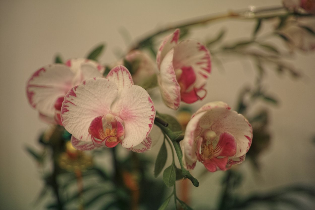 Фаленопсис Mountion