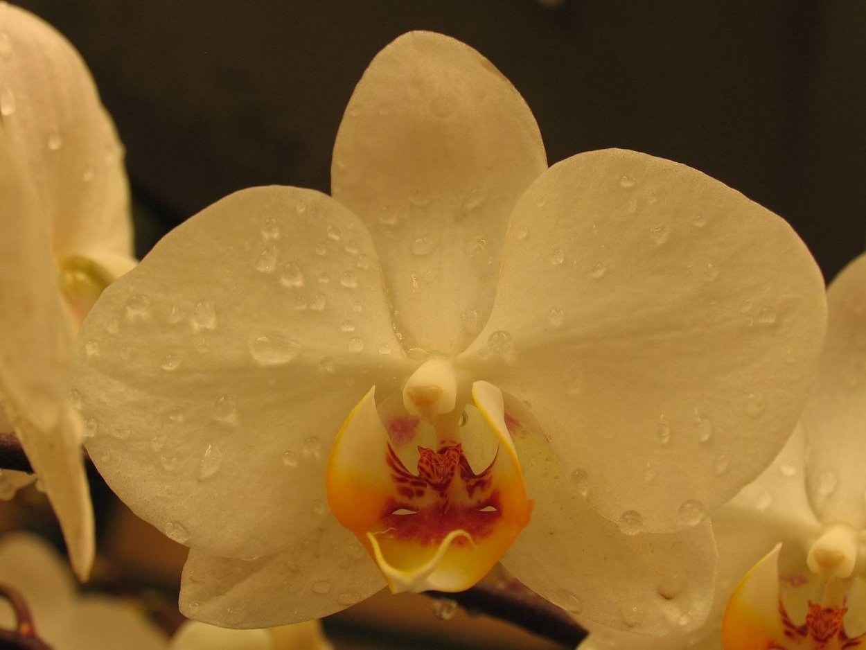 Фаленопсис Alassio