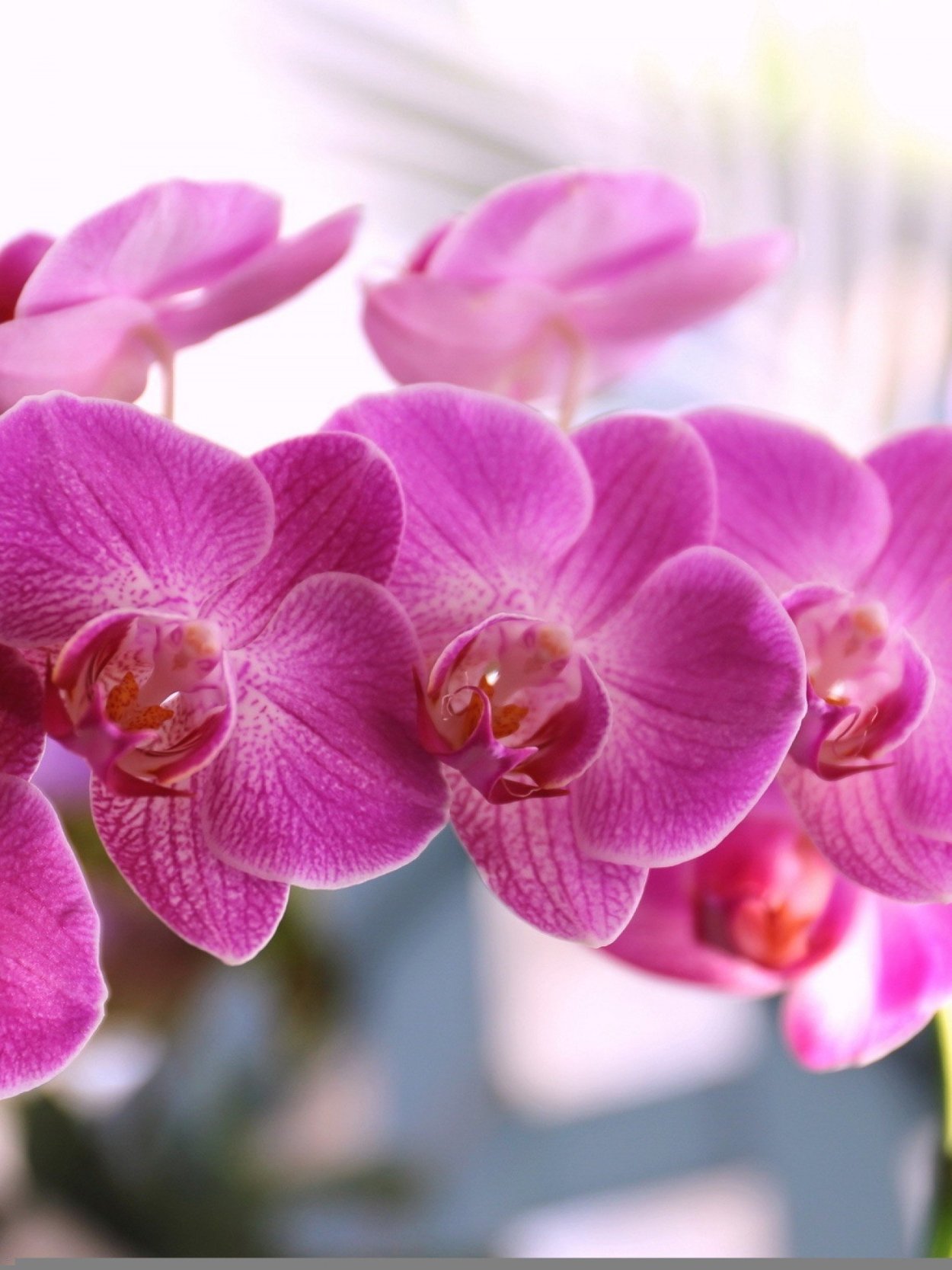 Орхидея фаленопсис Жемчужина императора