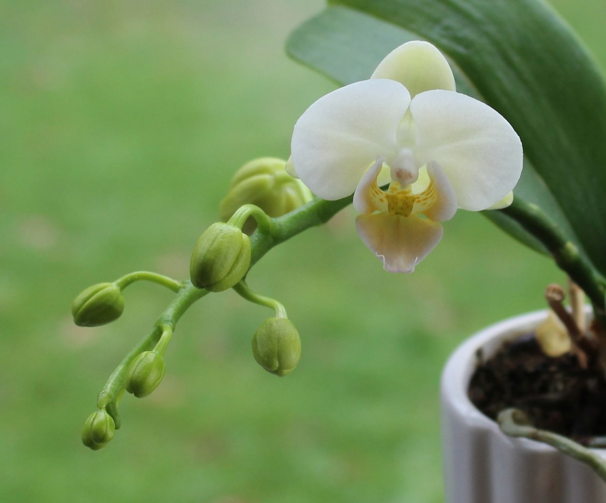 Орхидея бэби