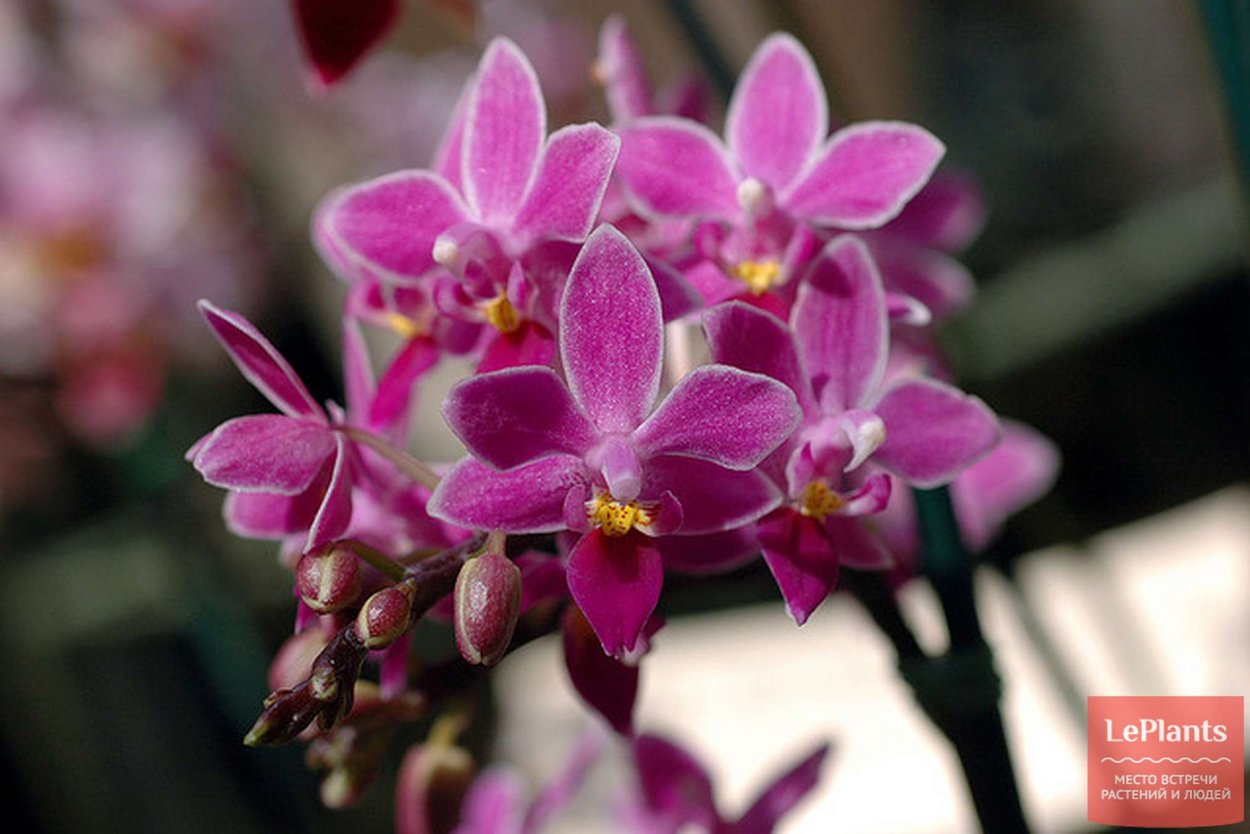 Фаленопсис конский (equestris)