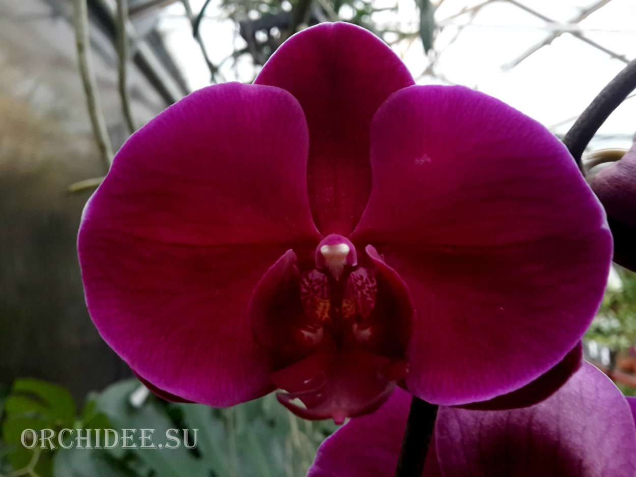 Орхидея фаленопсис Pretoria