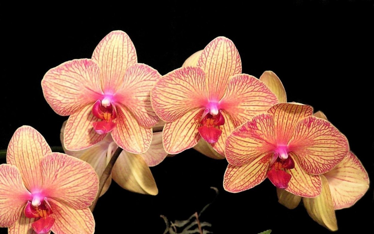 Фаленопсис Сансет