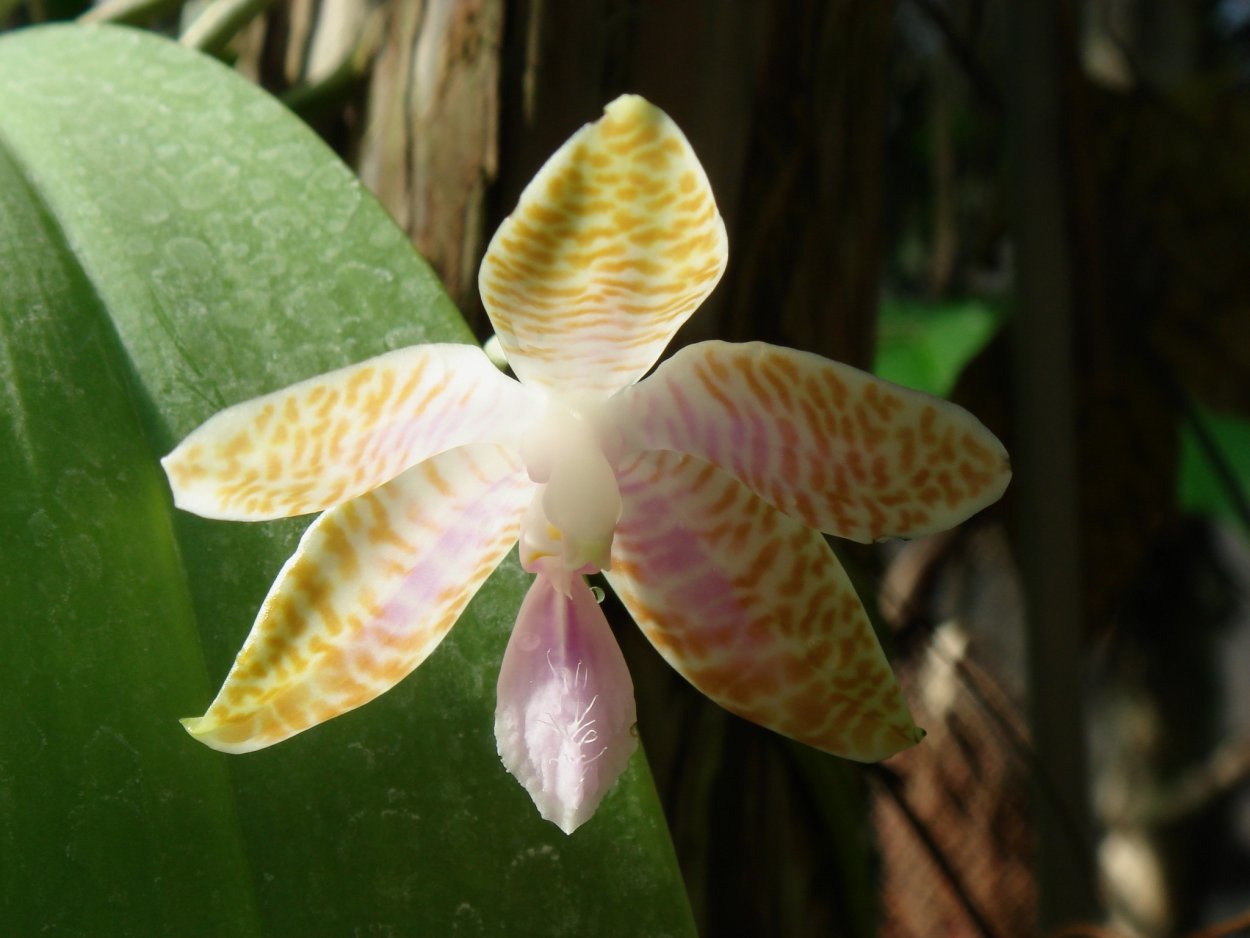 Фаленопсис Люддемана гибрид