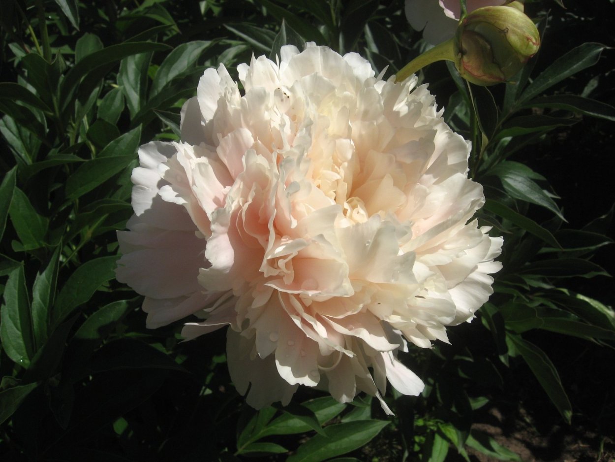 Пион саммер Глоу Paeonia Summer Glow