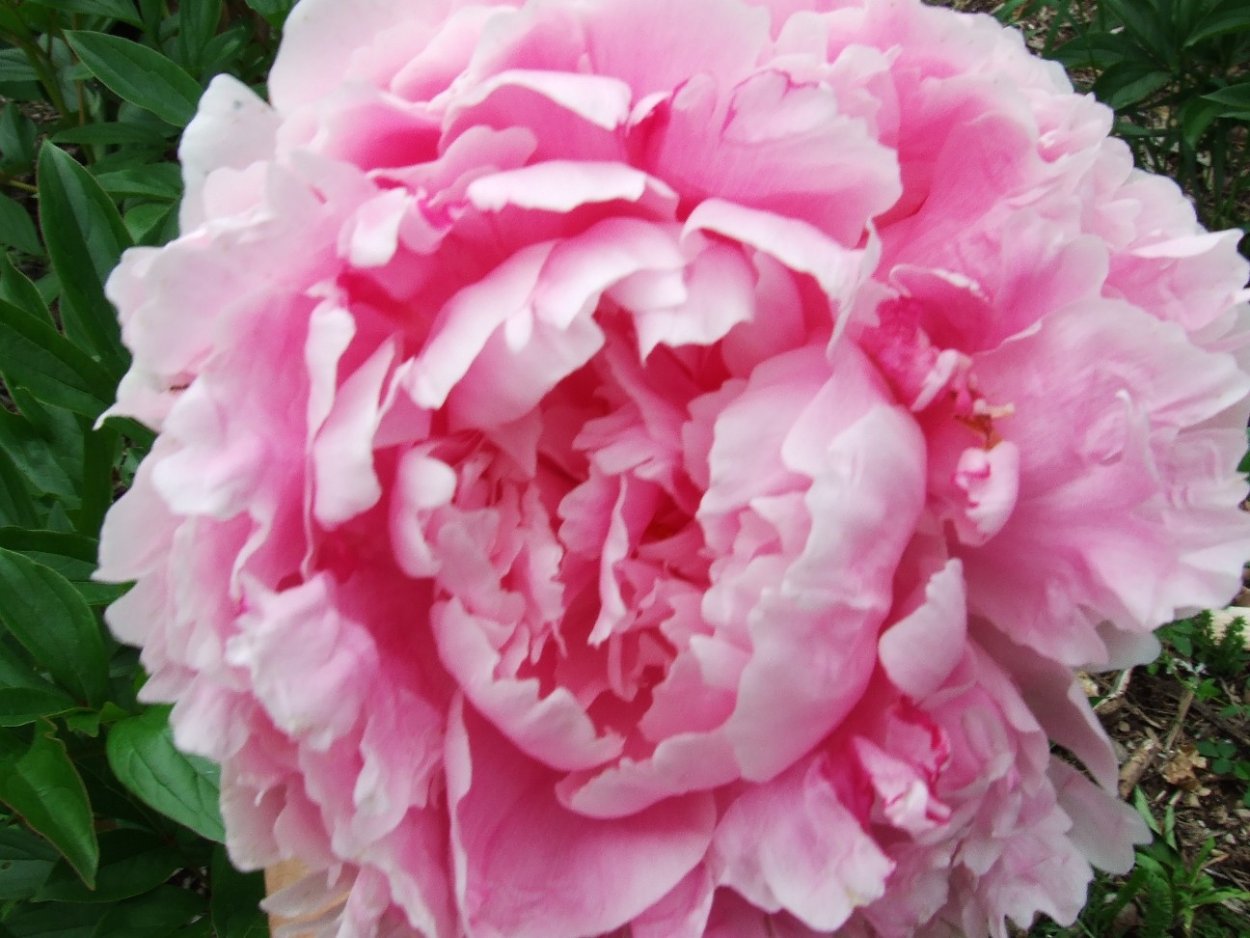 Слово пион пони