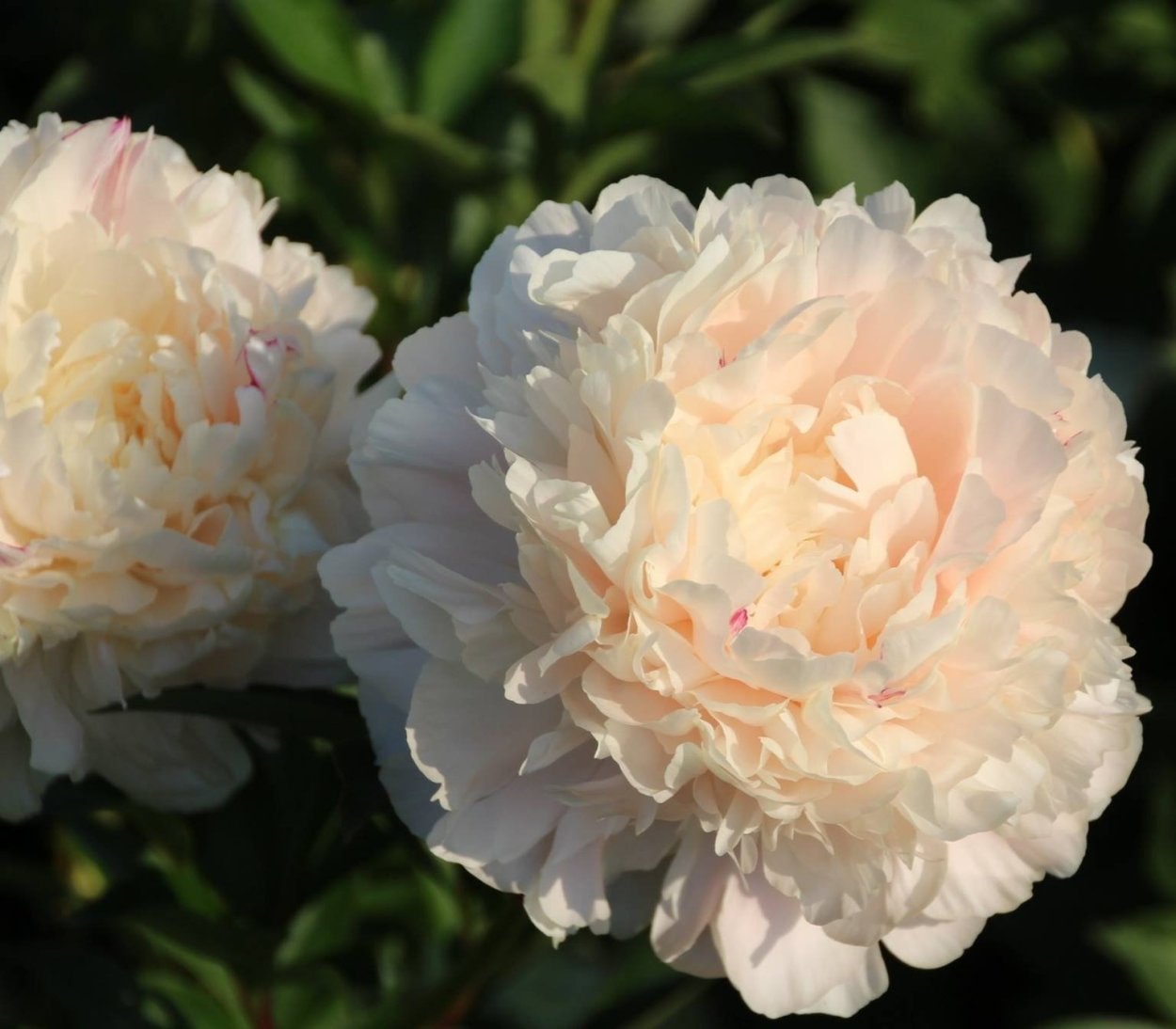 Пион саммер