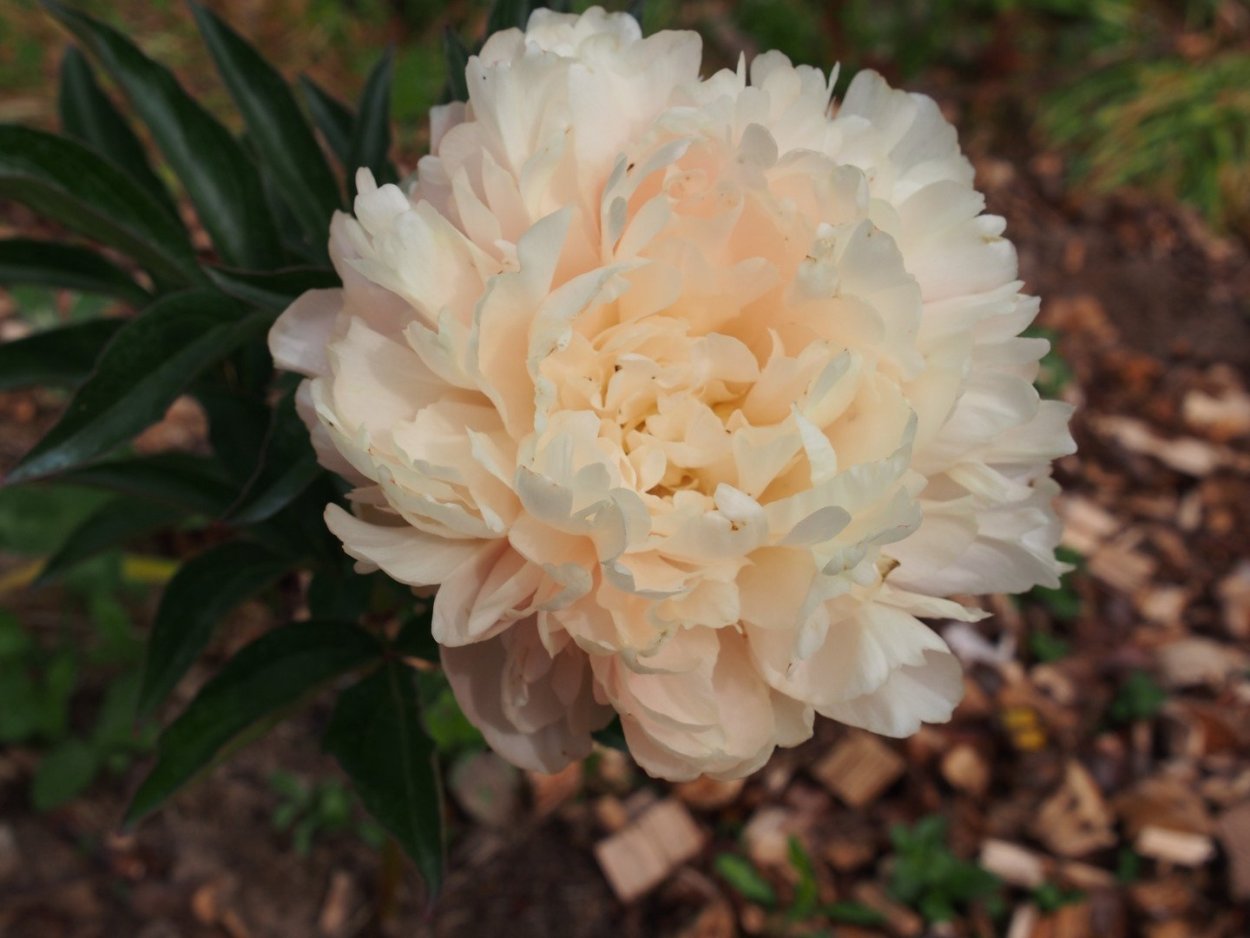 Пион Пич Глоу