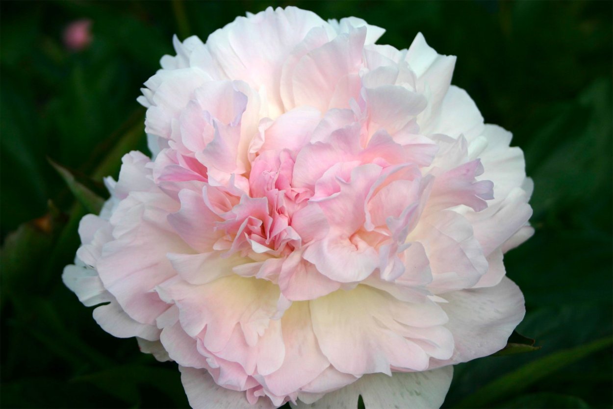 Пион Джун бриллиант