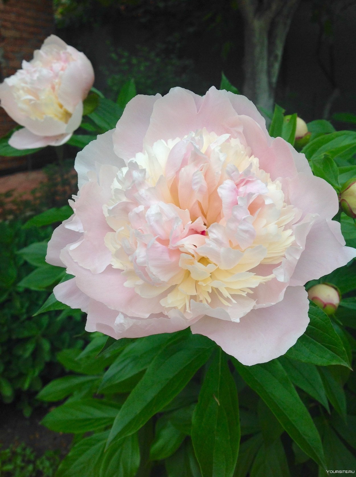 Пион Мун овер Баррингтон