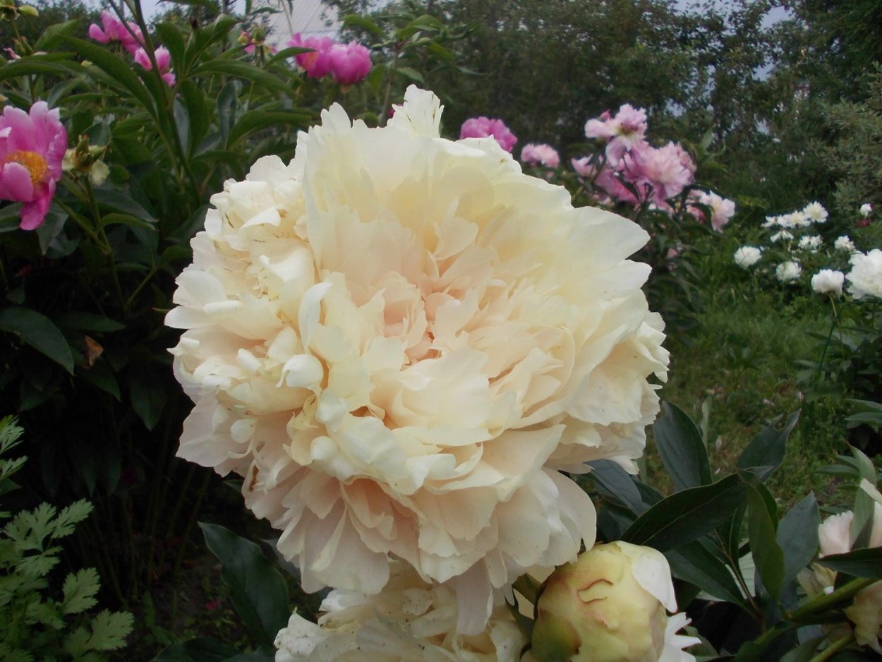 Пион саммер Glow