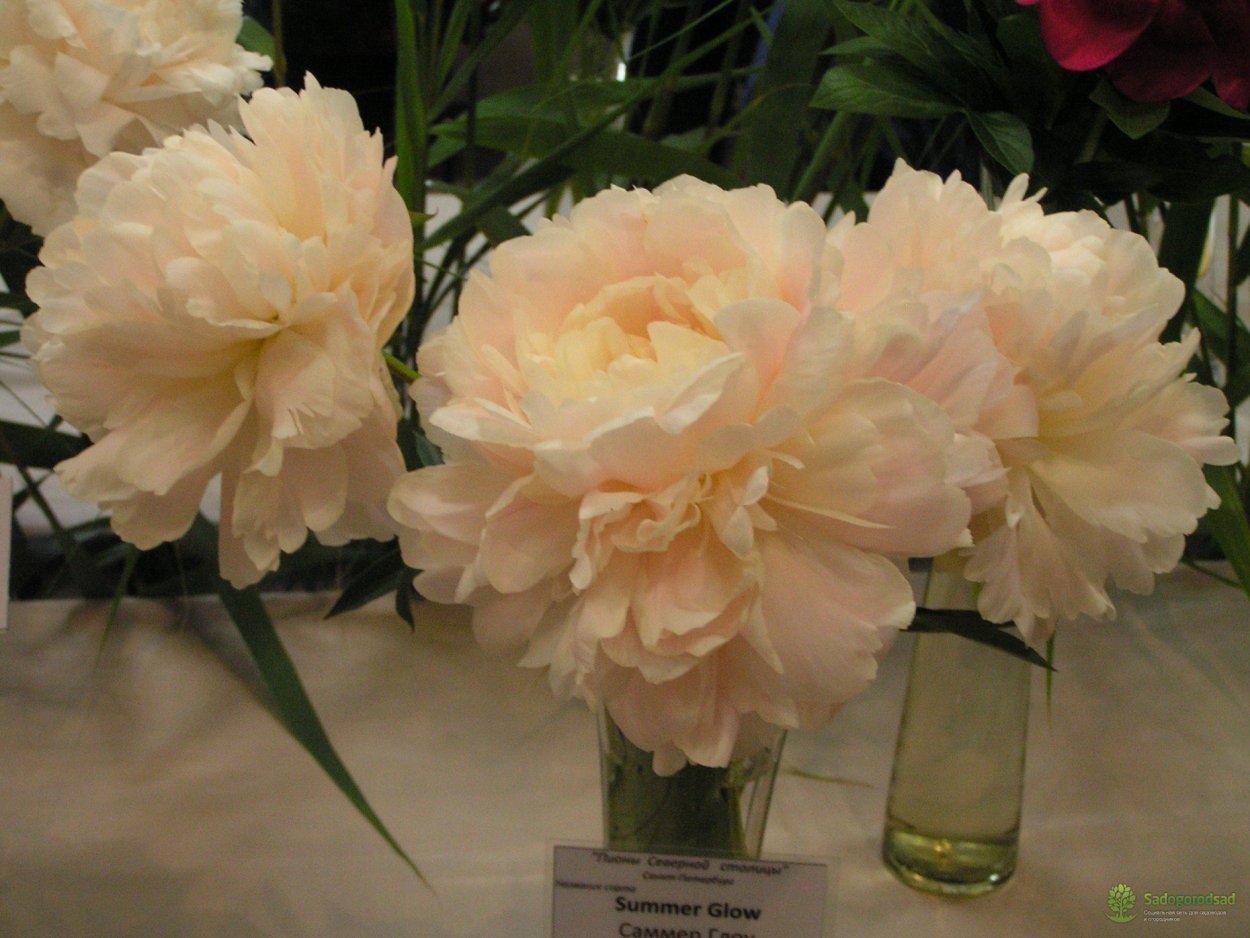 Пион Кэтис тач