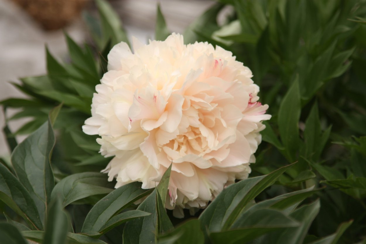 Пион Paeonia Summer Glow