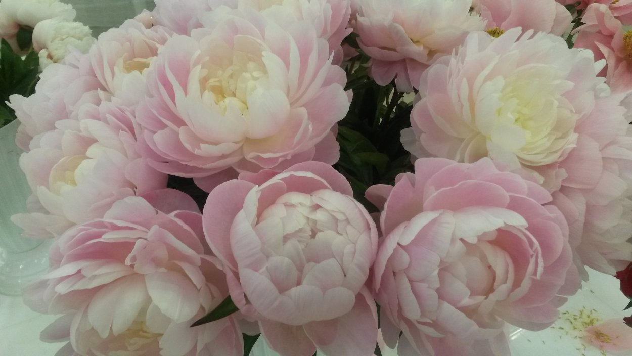 Пион саммер Сноу