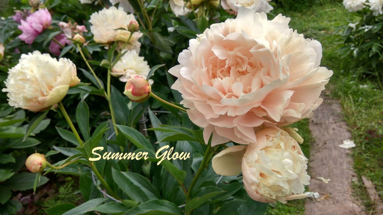 Пион саммер Глау