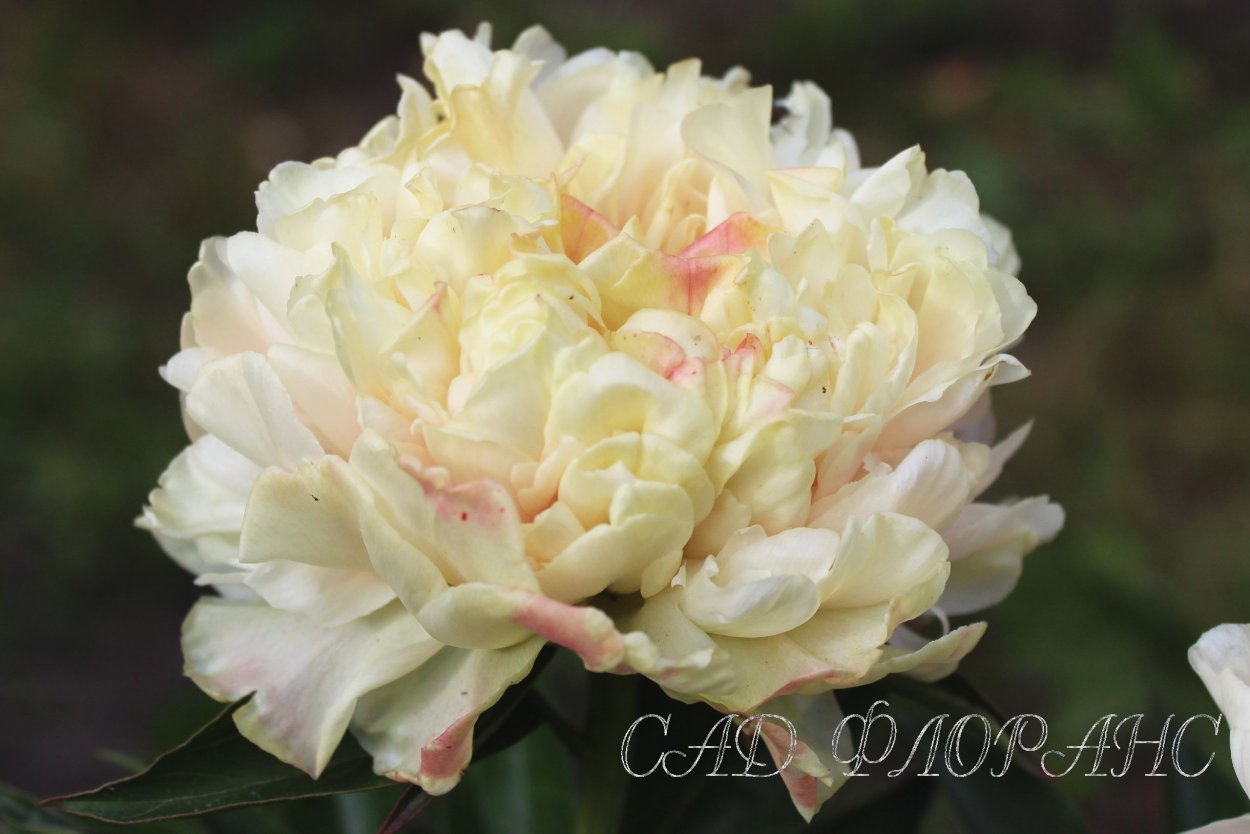 Лето в пион галстуке Сильванова