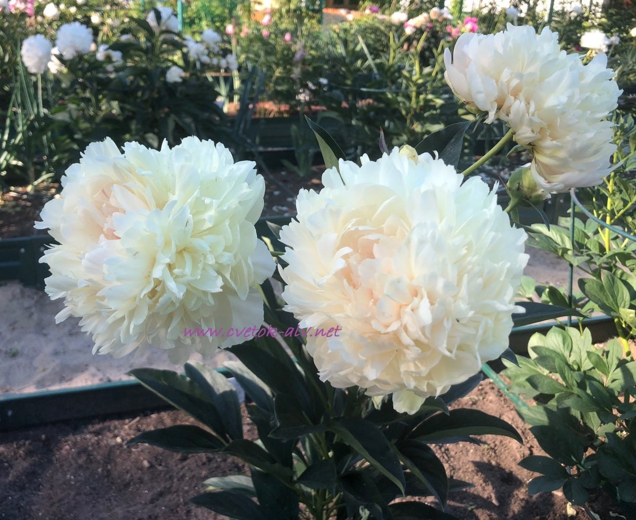 Пион Амбер Глоу