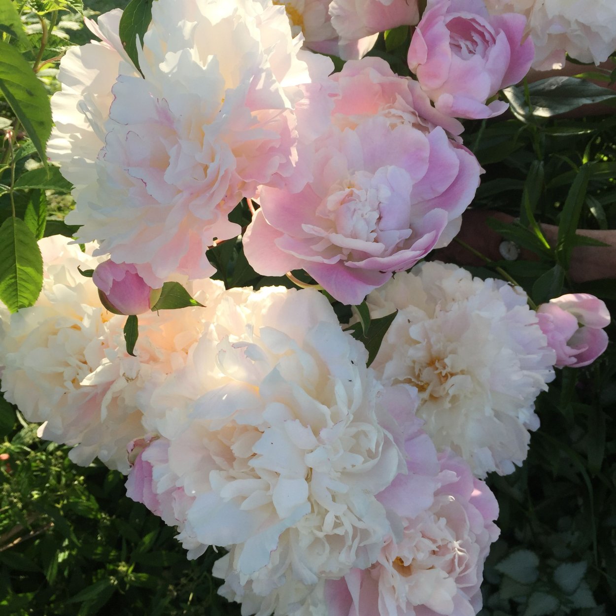 Пион Пич Глоу