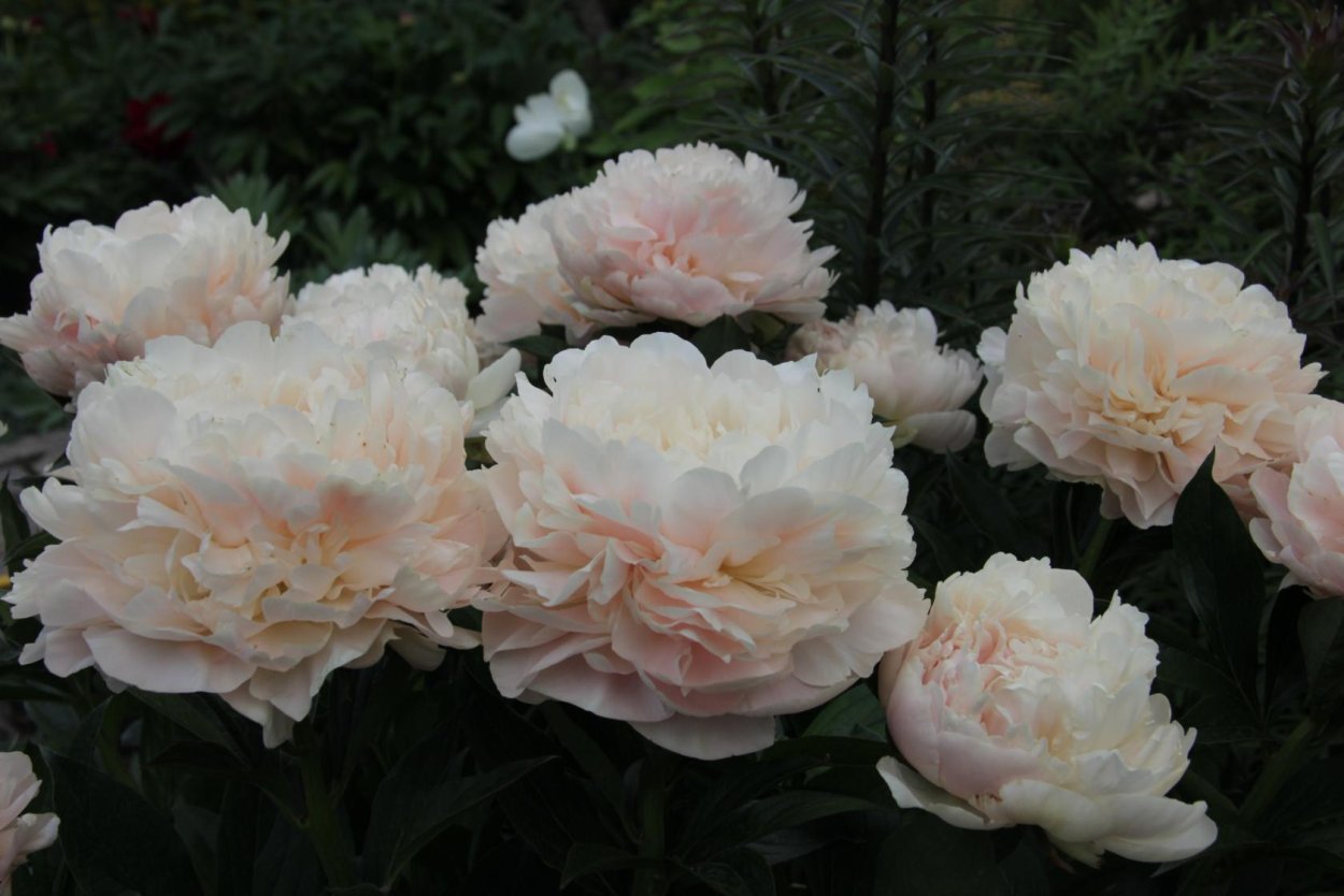 Пион саммер Глау