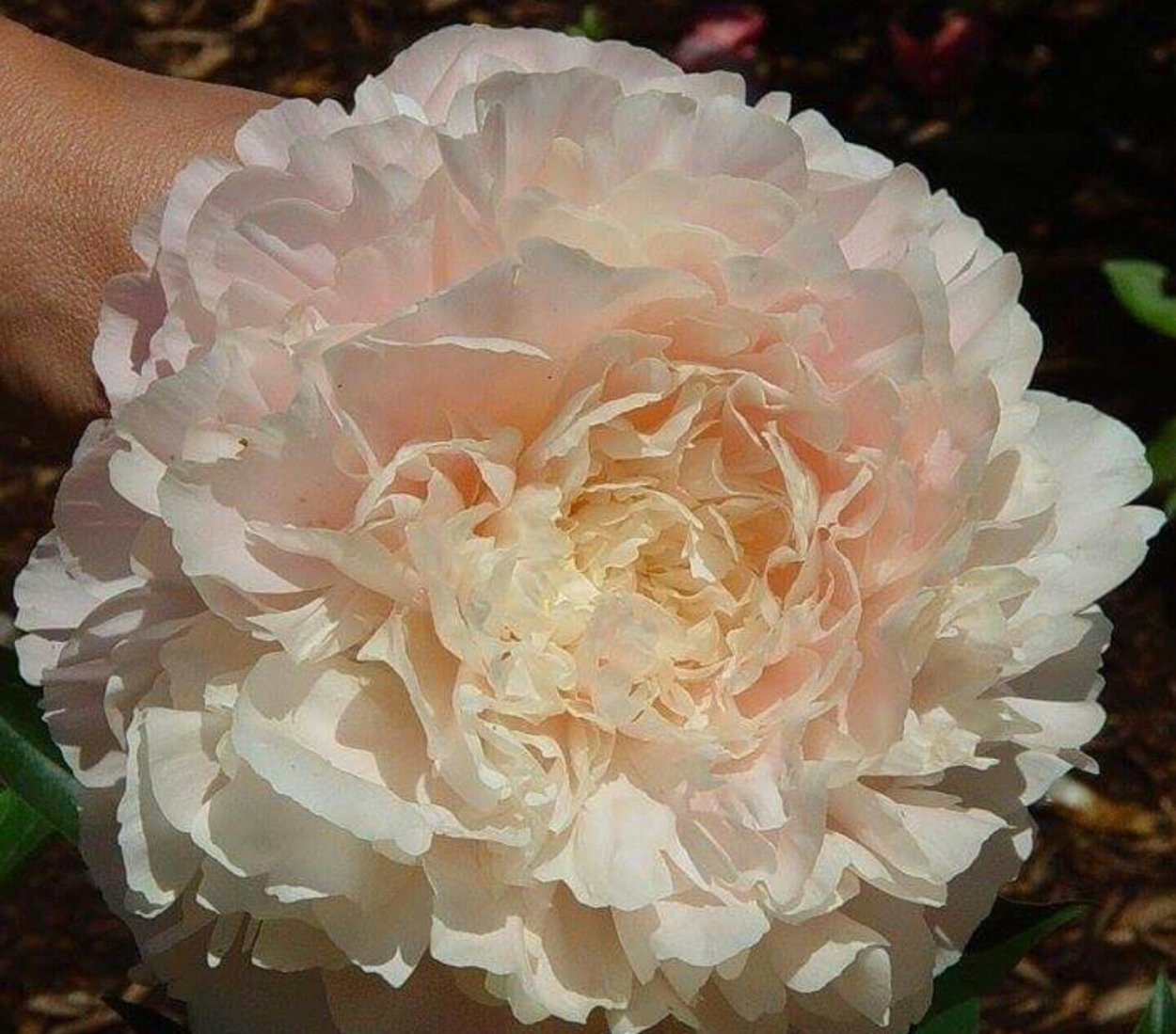 Summer Glow пион