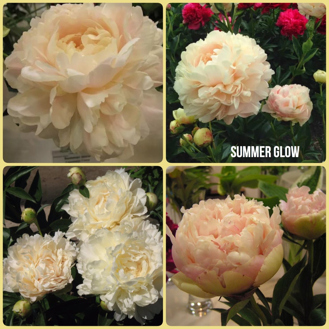 Пион саммер Глау