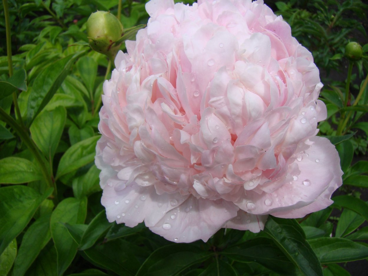 Пион Свит Сикстин Sweet Sixteen