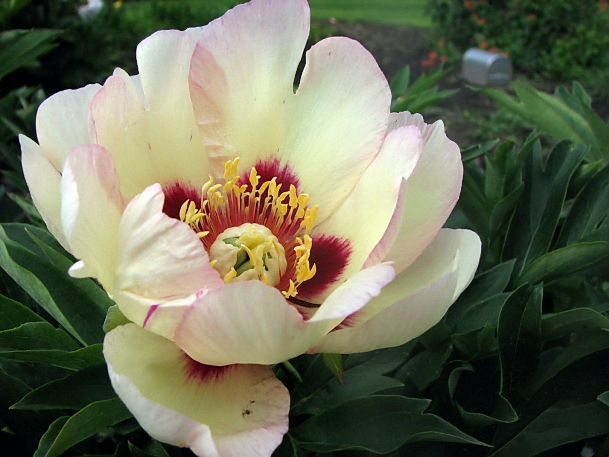 Пион пастель Сплендор