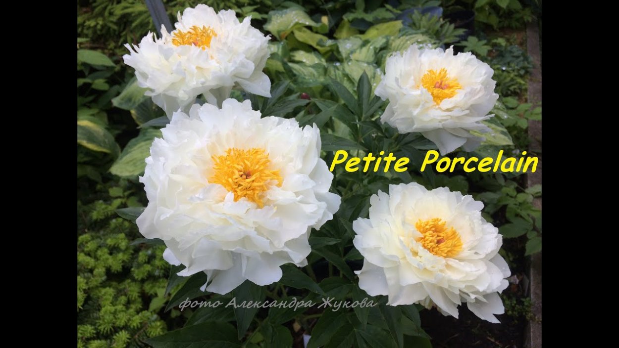 Петит парселайн пион