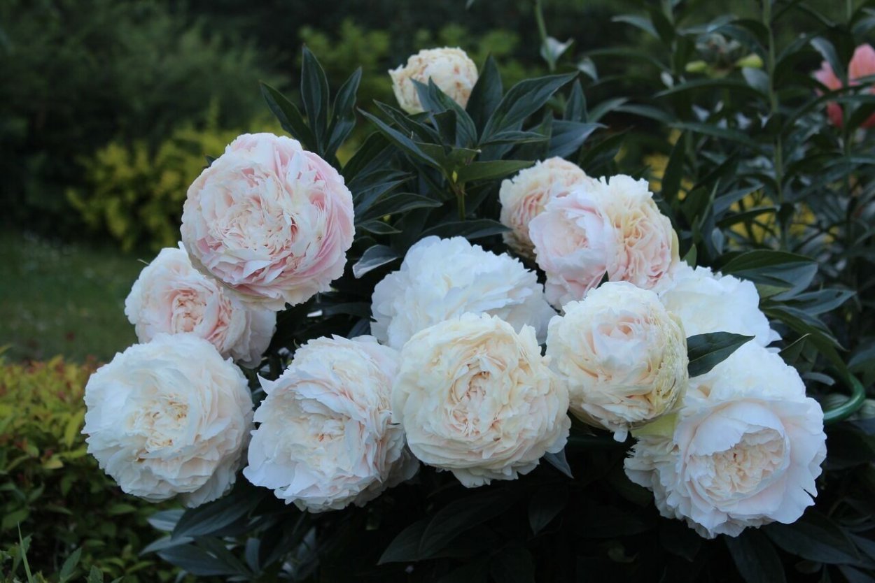 Пион молочноцветковый Соланж