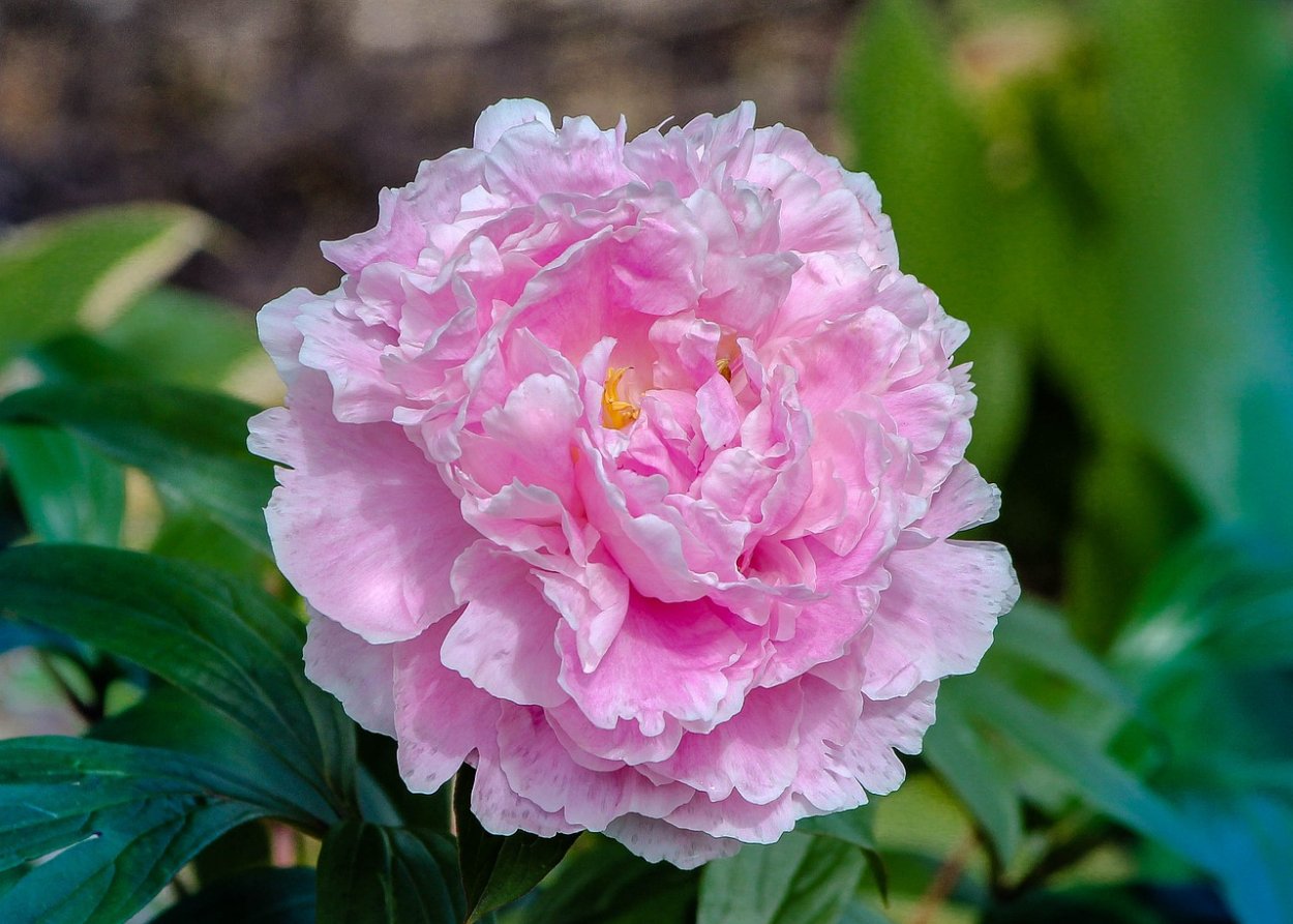 Пион леди Кейт