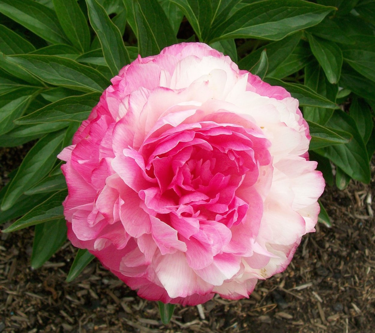 Пион Распберри Роуз