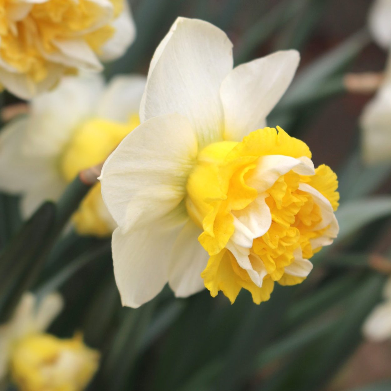 Нарцисс махровый фулл Хаус