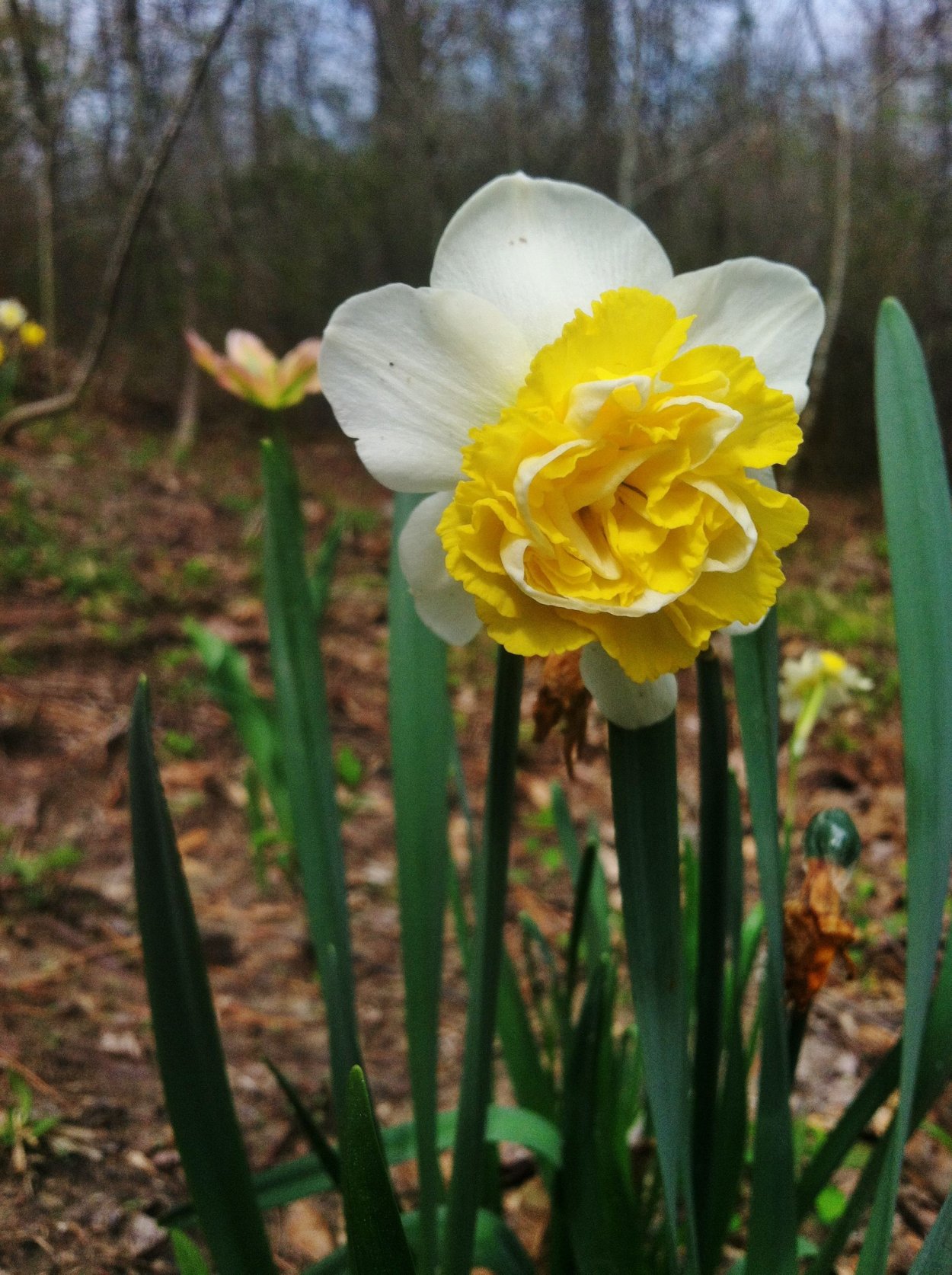 Нарцисс Вейв (махровый)