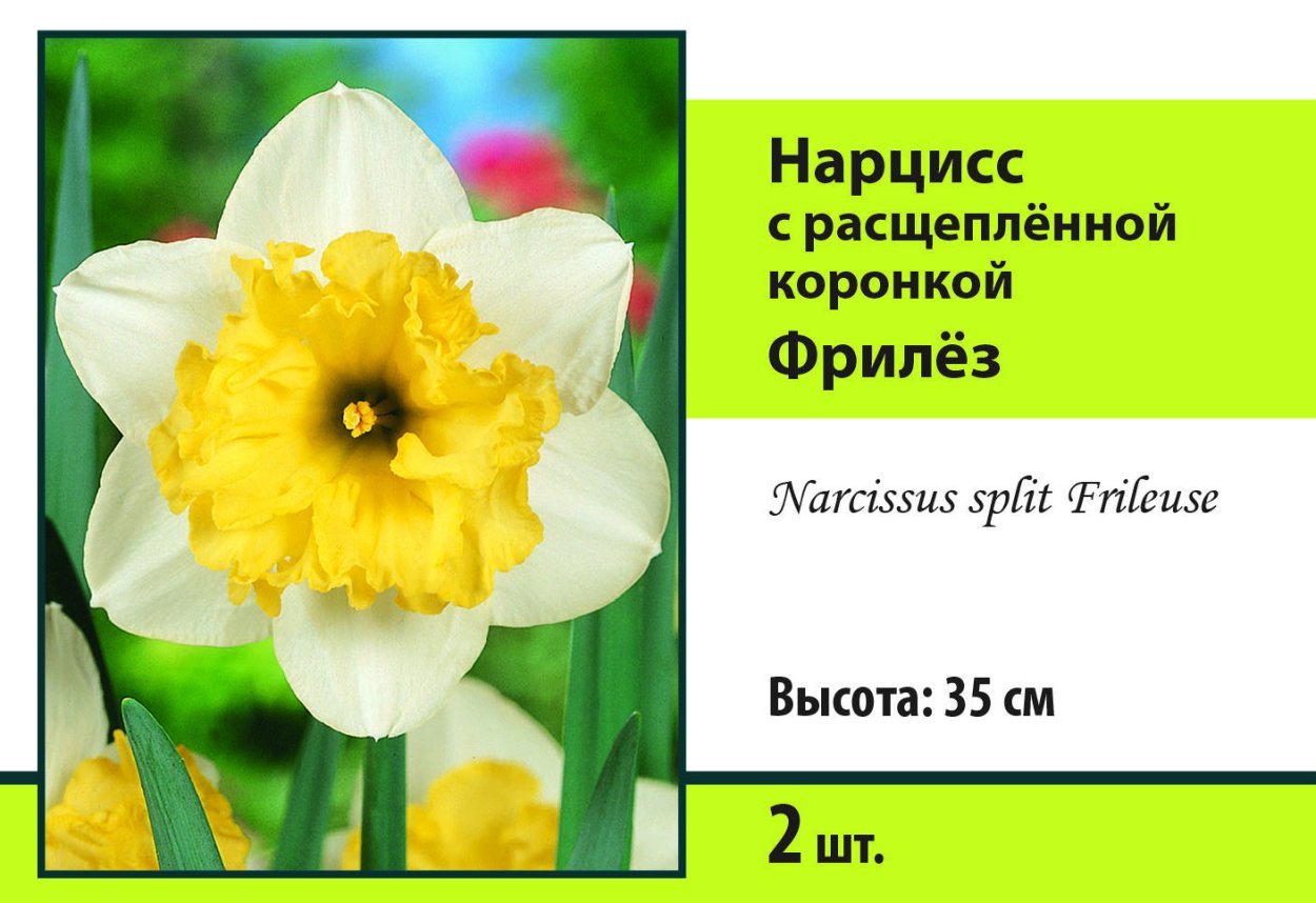 Нарцисс с расщеплённой коронкой Соверейн (5шт, 12/14) 756220