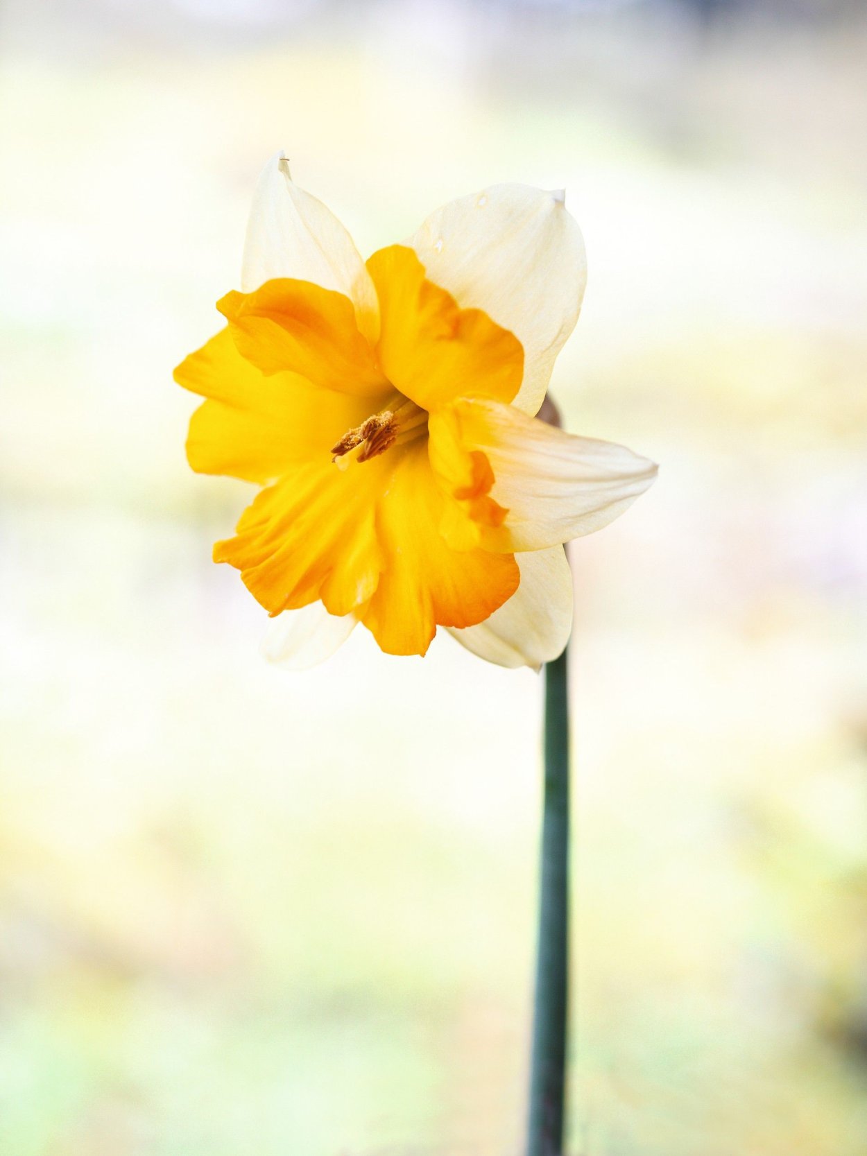 Narcissus чёрный Нарцисс