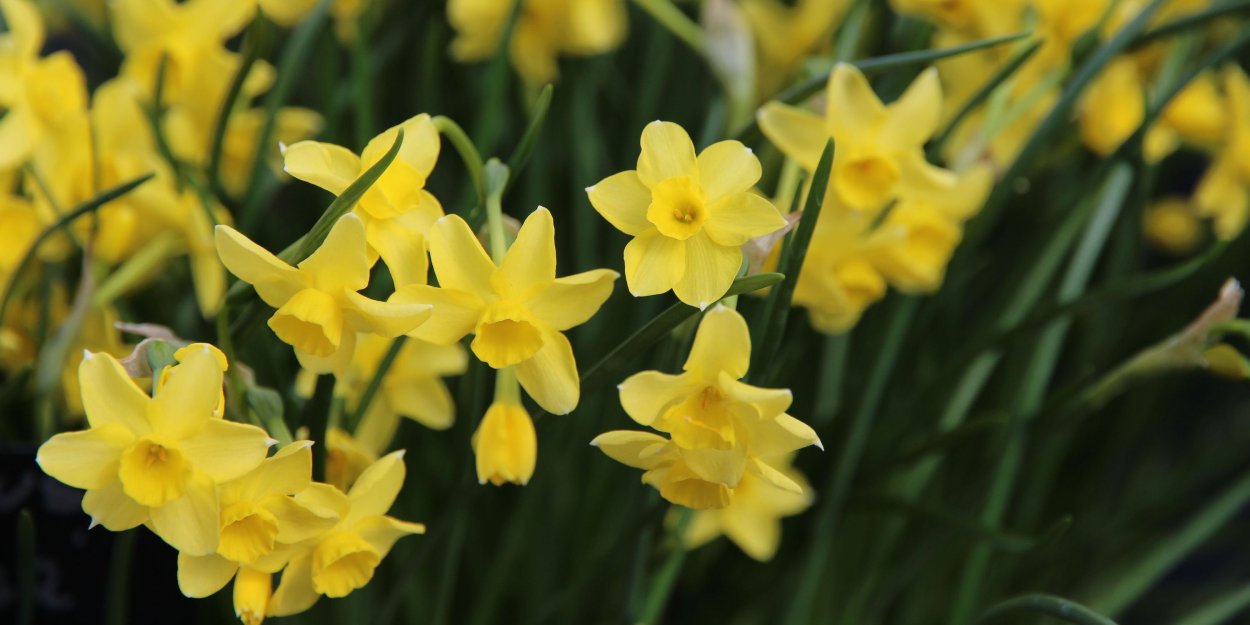 Нарцисс Тромпете