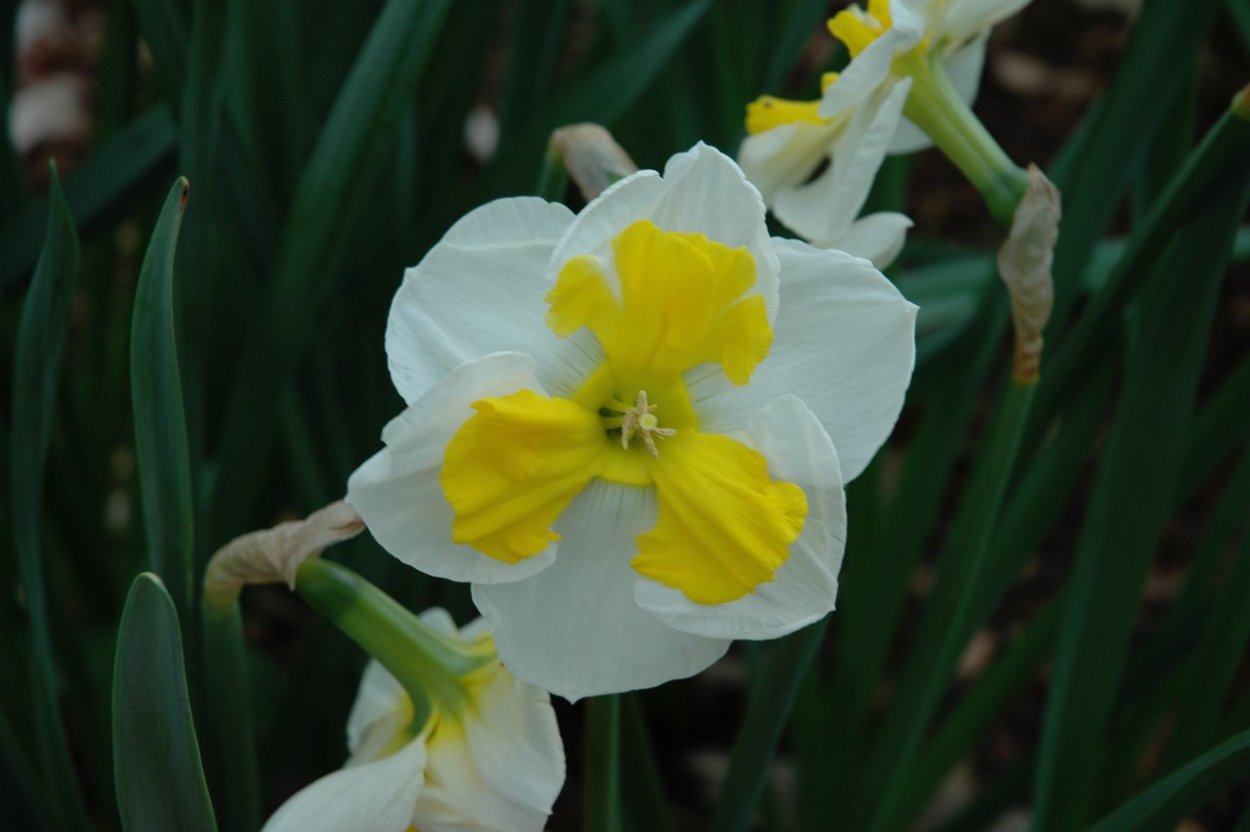 Нарцисс сплит корона