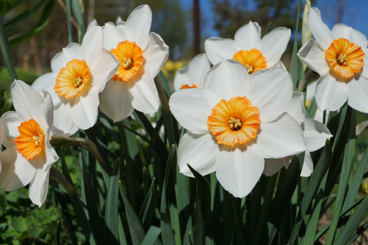 Нарцисс крупнокорончатый саунд