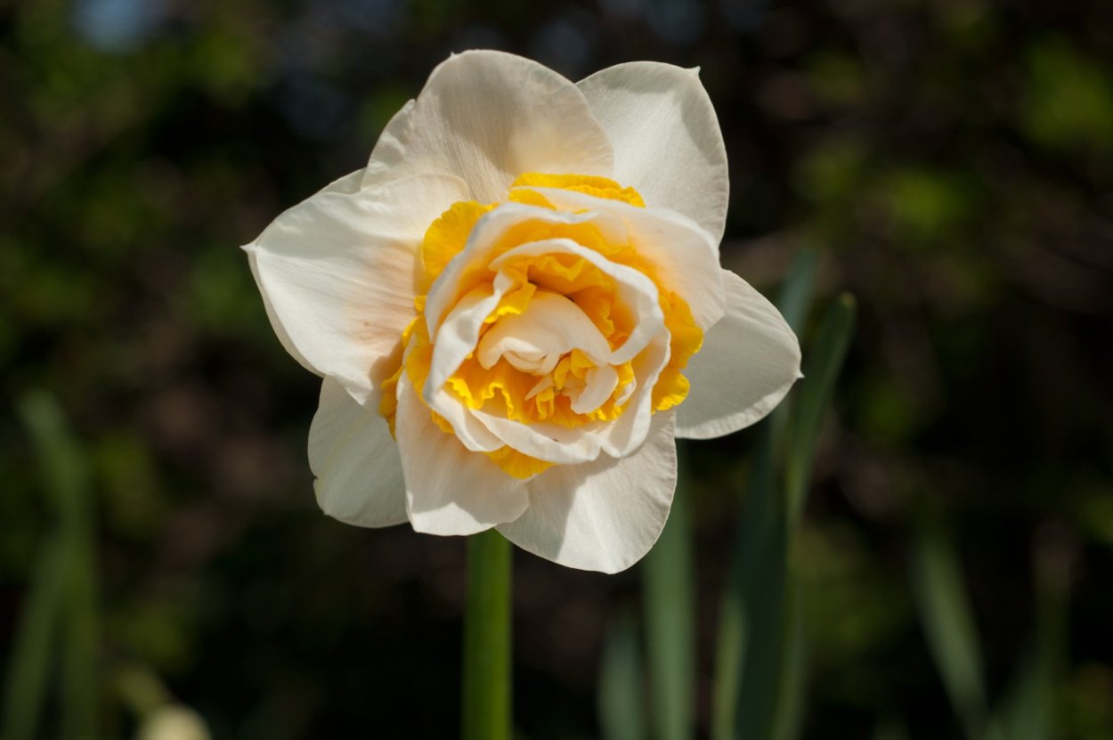 Нарцисс махровый Бонайре