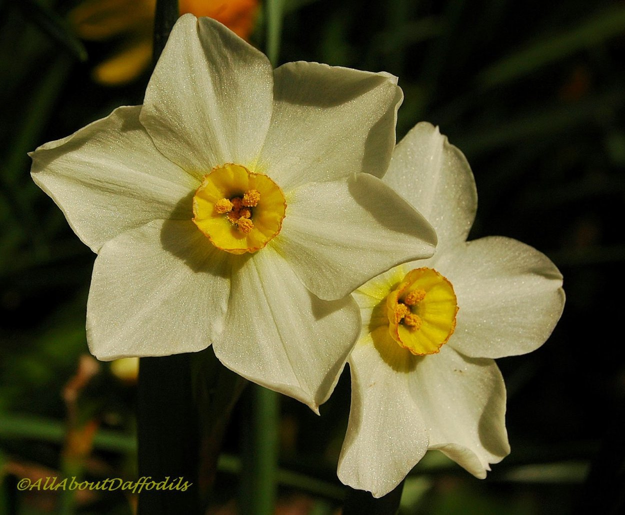 Нарцисс Гигантик Стар