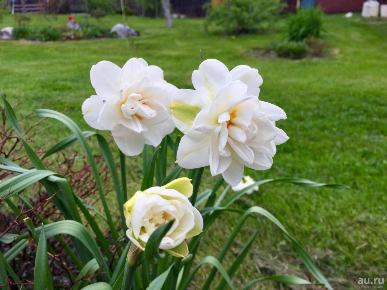 Obdam Нарцисс