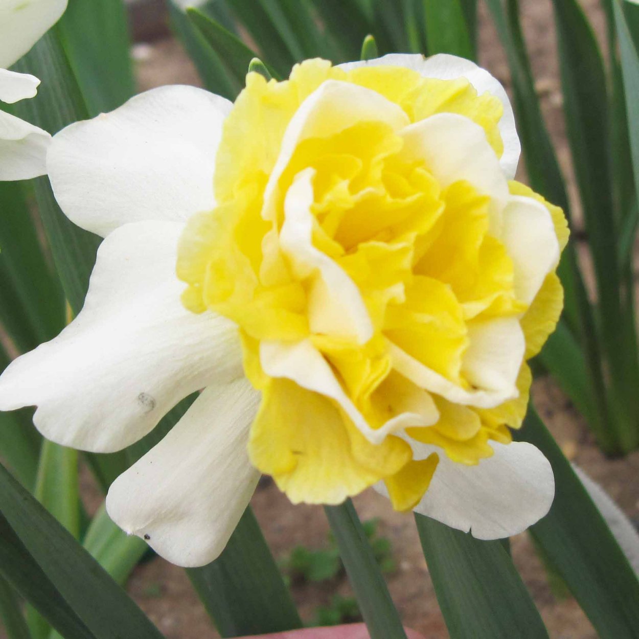 Нарцисс Вейв (махровый)