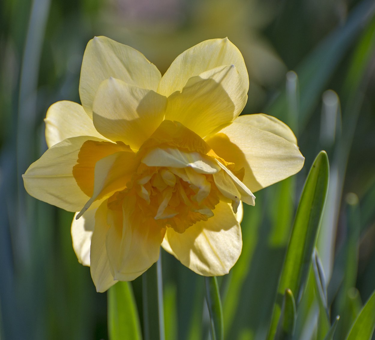 Нарцисс Техас