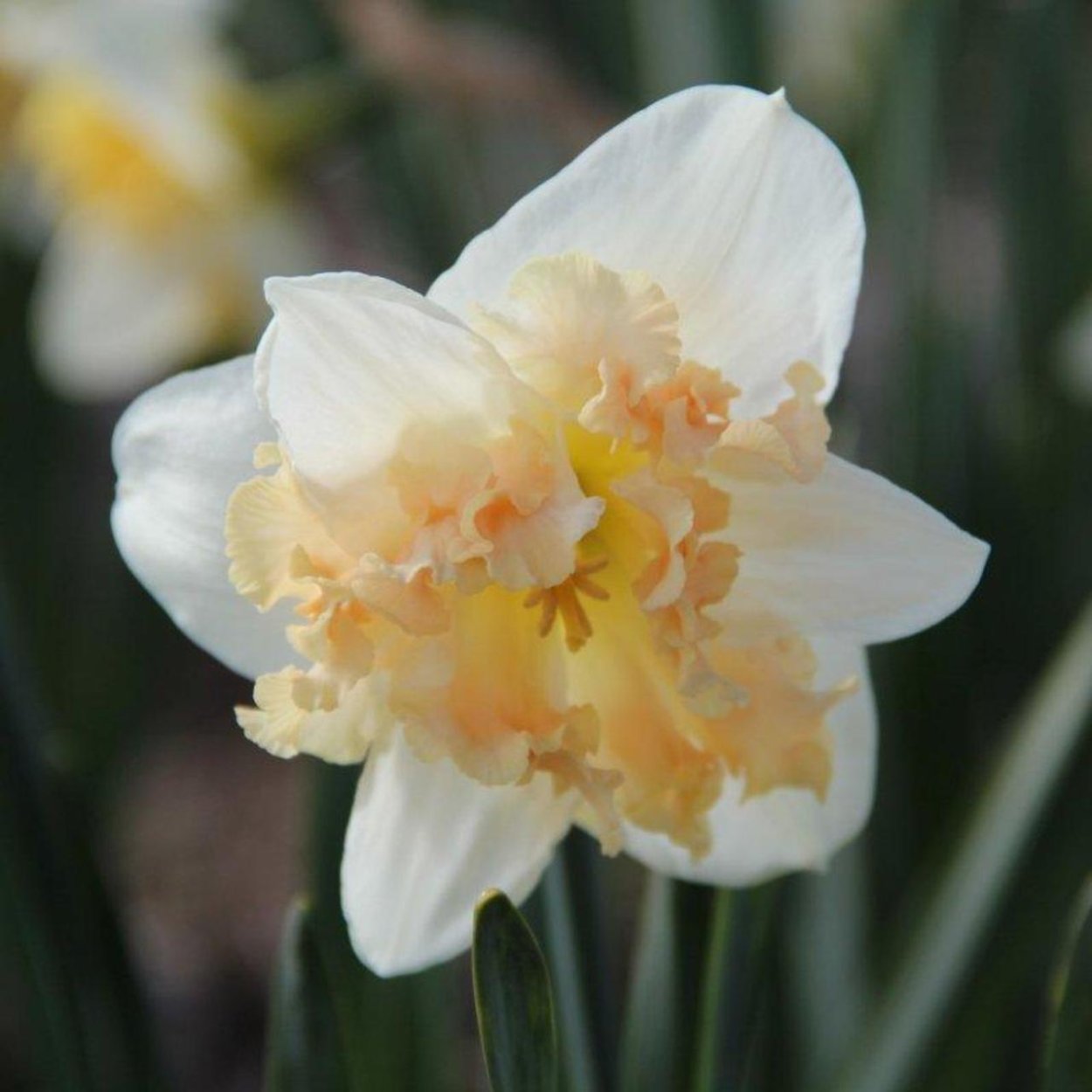 Нарцисс palmares