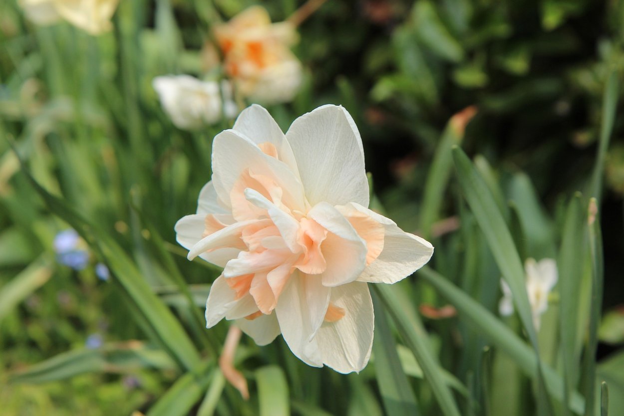 Нарцисс цветение